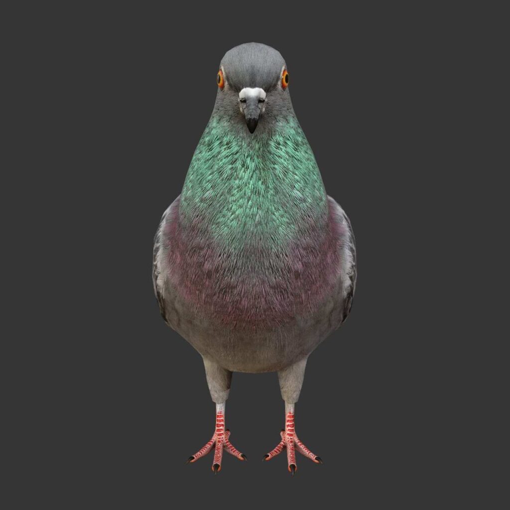 Pigeon D Model Rigged And Low Poly Game Ready Team D Yard