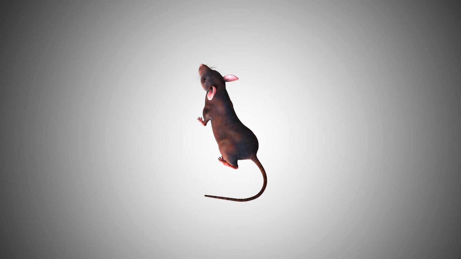 Rat 3D Model Rigged And Low Poly Game Ready Team 3d Yard