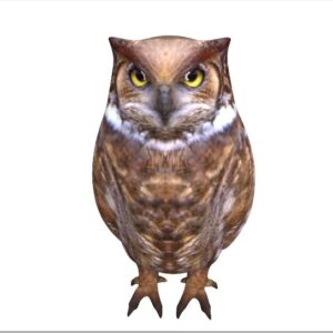 brown owl 3d model