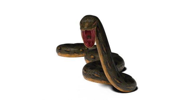 Anaconda 3d model