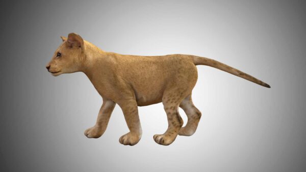 Baby lion cub 3d model