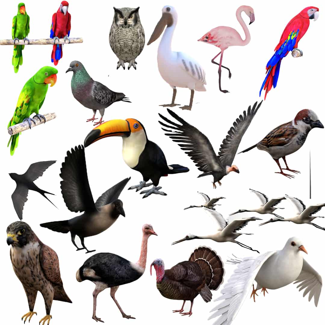 Bird Collection 3D Model Rigged and Low Poly Game ready