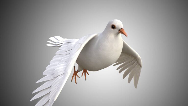 Bird Collection 3D Model Rigged and Low Poly Game ready