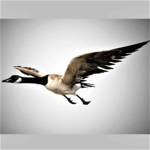 Canadian goose 3d model