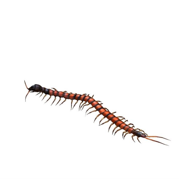 Centipede 3d model