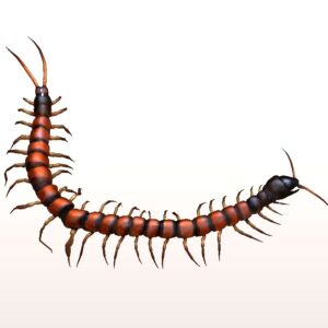 Centipede 3d model