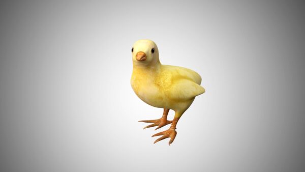 Chick 3d model