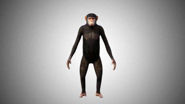 Chimpanzee 3d model