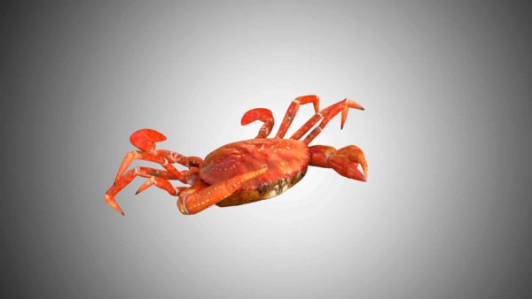Crab 3d model