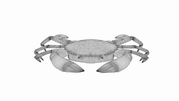 Crab 3d model