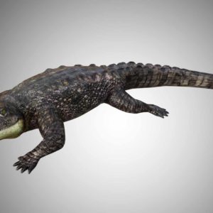 Crocodile alligator 3d model