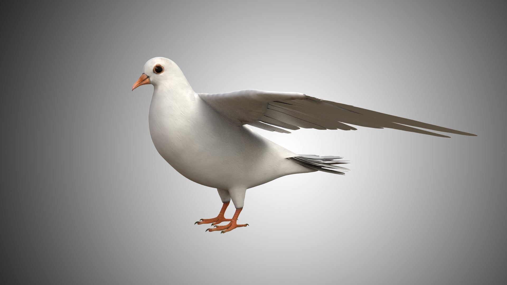 Dove 3D Model Rigged and Low Poly Game ready - Team 3d Yard