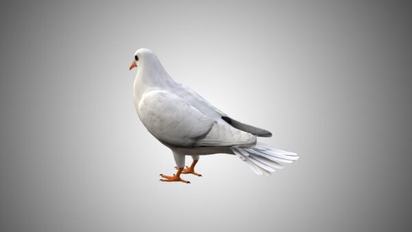 Dove bird 3d model