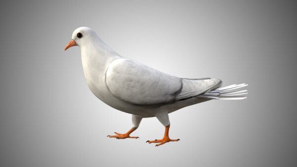 Dove bird 3d model