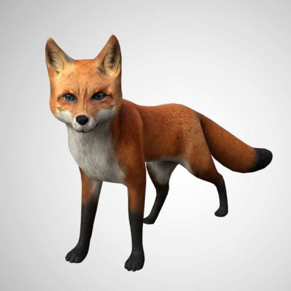 Fox 3d model