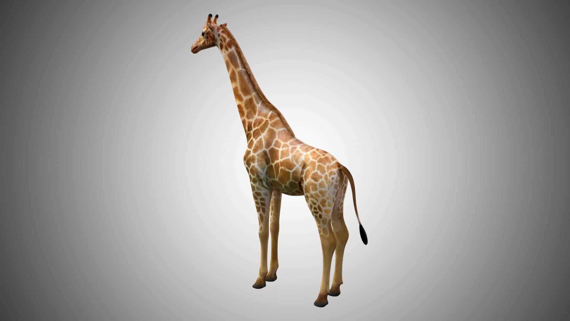 Giraffe 3d Model Rigged and Low Poly Game ready - Team 3d Yard