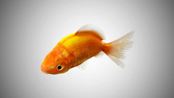 Goldfish 3d model