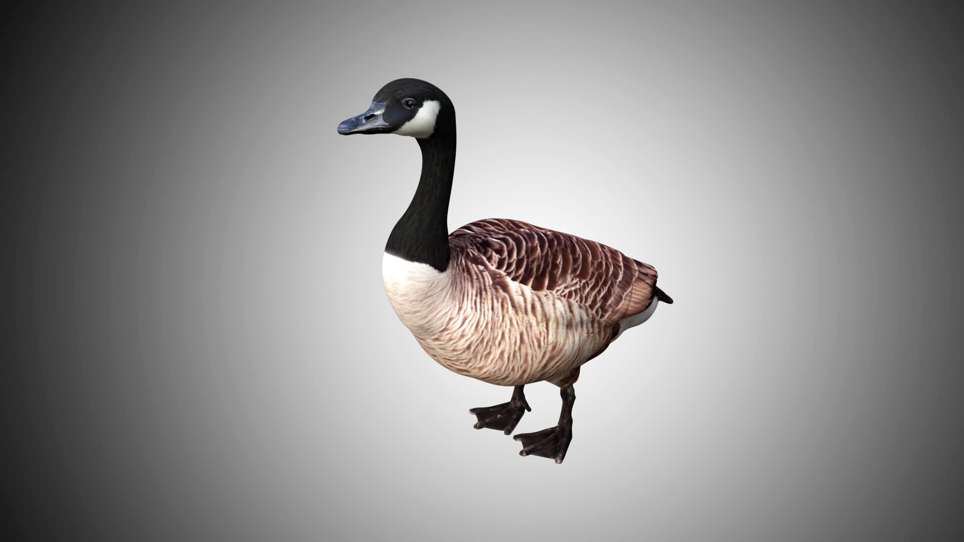 Goose 3D Model Rigged and Low Poly Game ready - Team 3d Yard