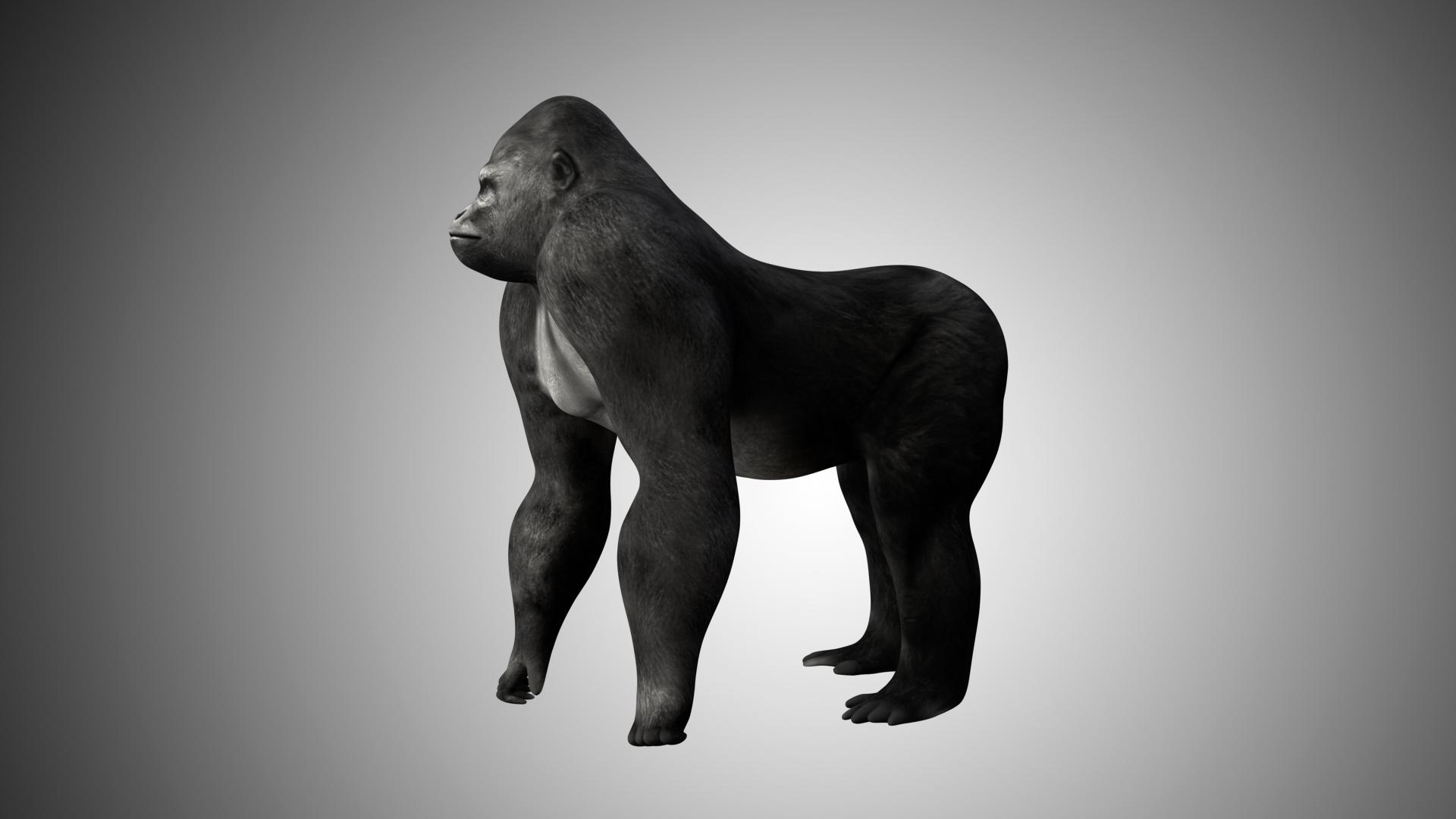 Gorilla 3D Model Rigged and Low Poly Game ready - Team 3d Yard