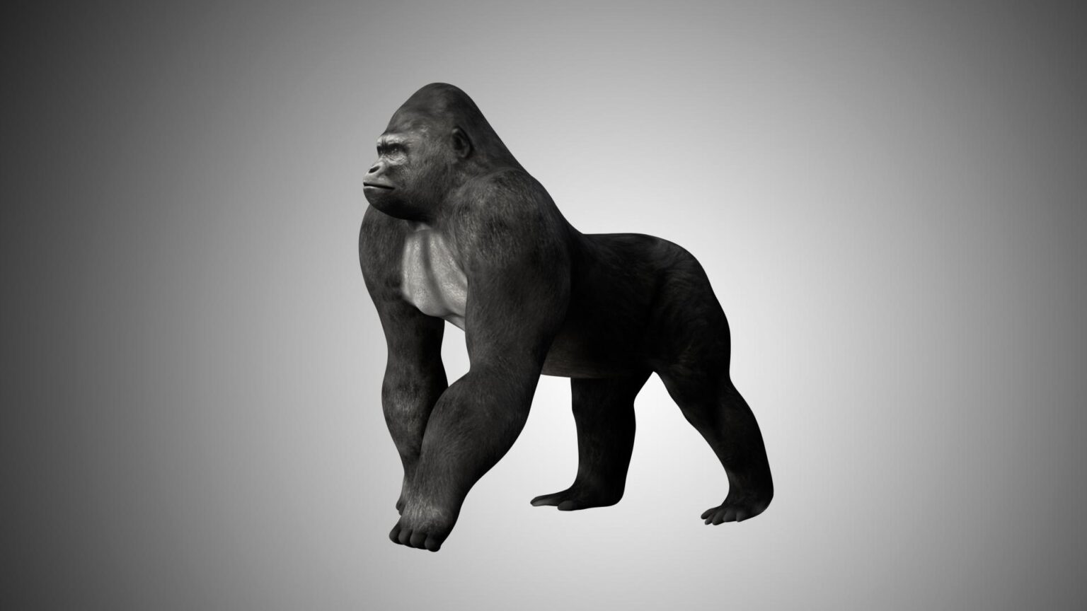 Gorilla 3D Model Rigged and Low Poly Game ready - Team 3d Yard
