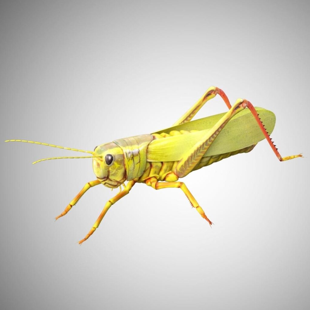 Grasshopper 3d Model Rigged and Low Poly Game ready - Team 3d Yard