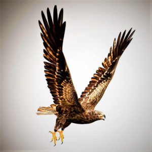 Hawk 3d model