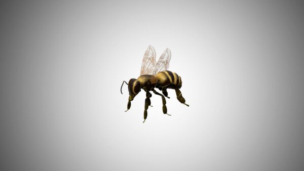 Honeybee 3d model