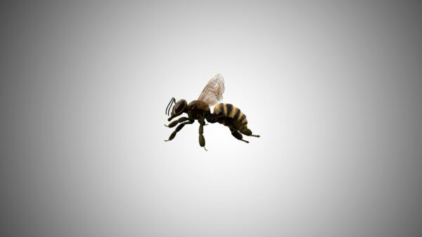 Honeybee 3d model