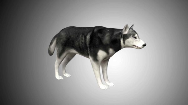 Husky dog 3d model