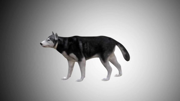 Husky dog 3d model