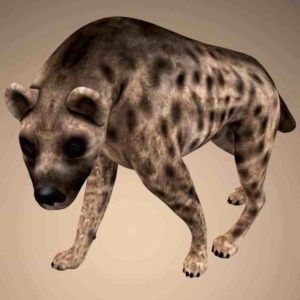 Hyena 3d model