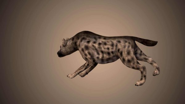 Hyena 3d model