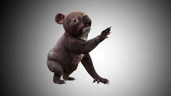 Koala 3d model