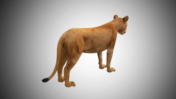 Lioness 3d model