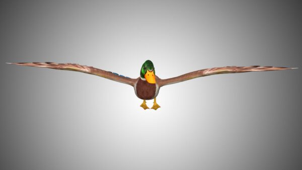 Mallard duck 3d model