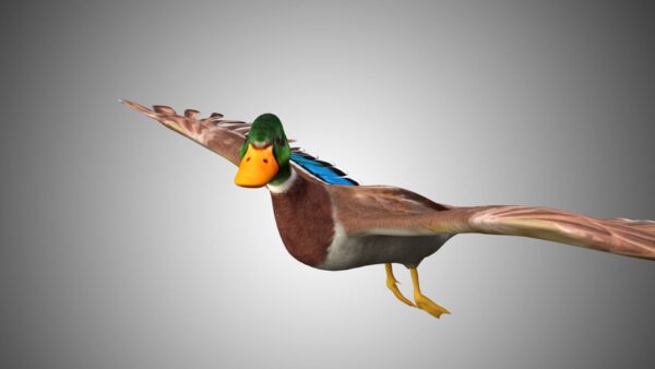 Mallard duck 3d model