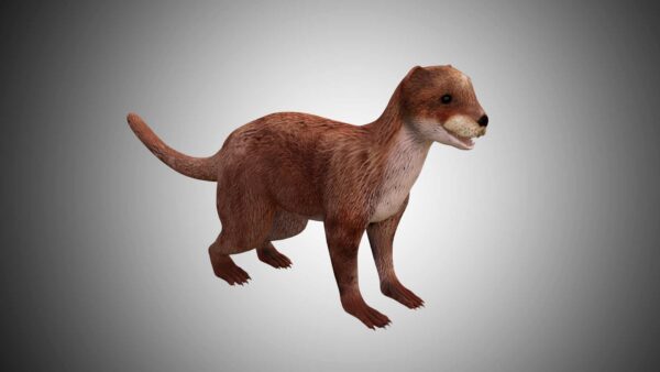 Otter 3d model low poly