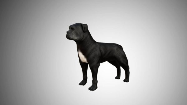 Pitbull dog 3d model