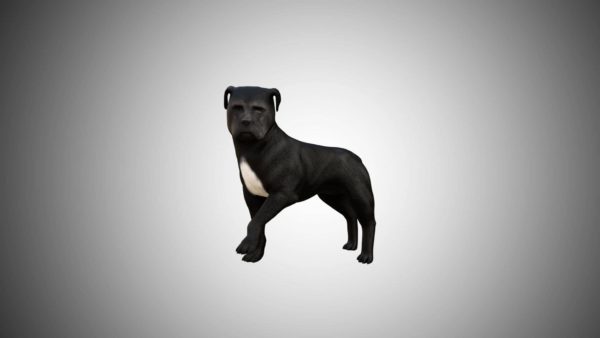 Pitbull dog 3d model
