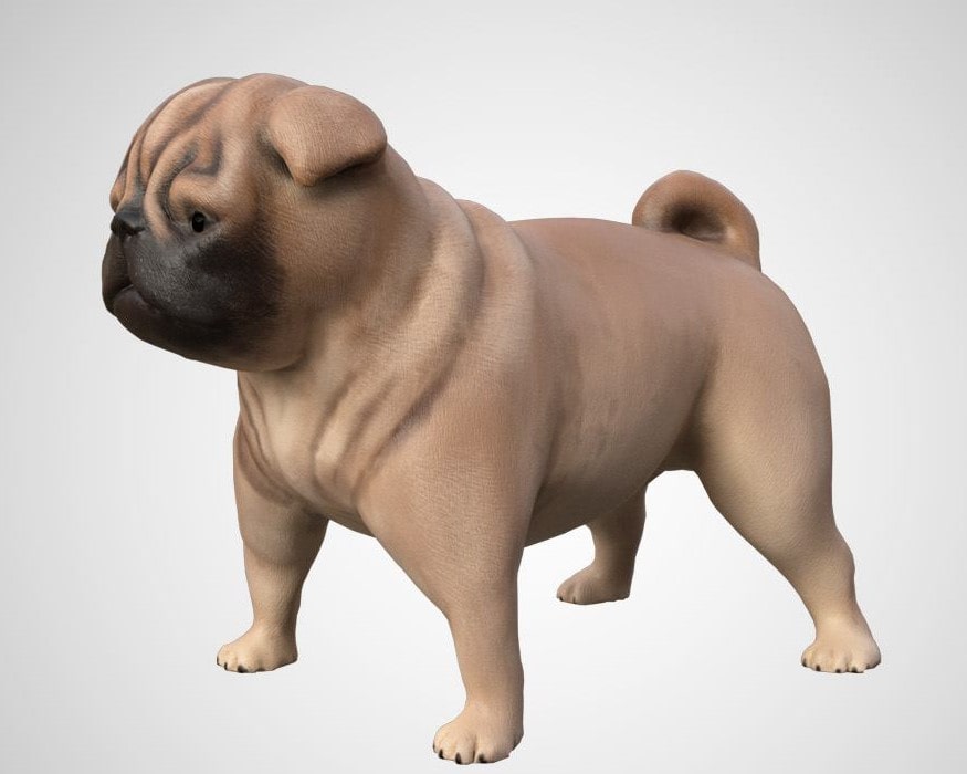 Pug Dog 3D Model Rigged and Low Poly Game ready - Team 3d Yard