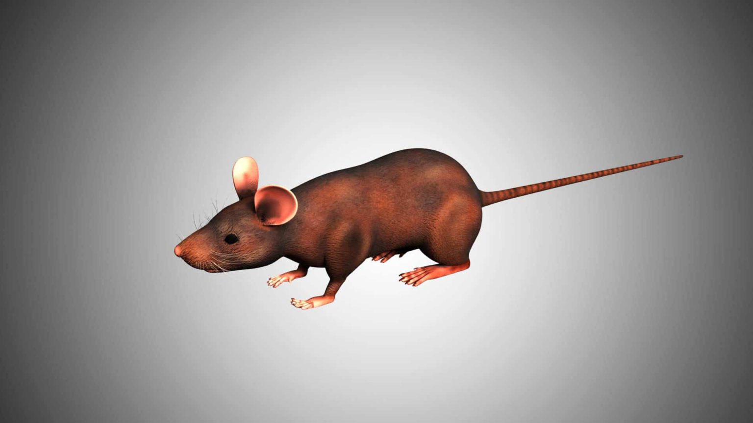 Rat 3D Model Rigged and Low Poly Game ready Team 3d Yard