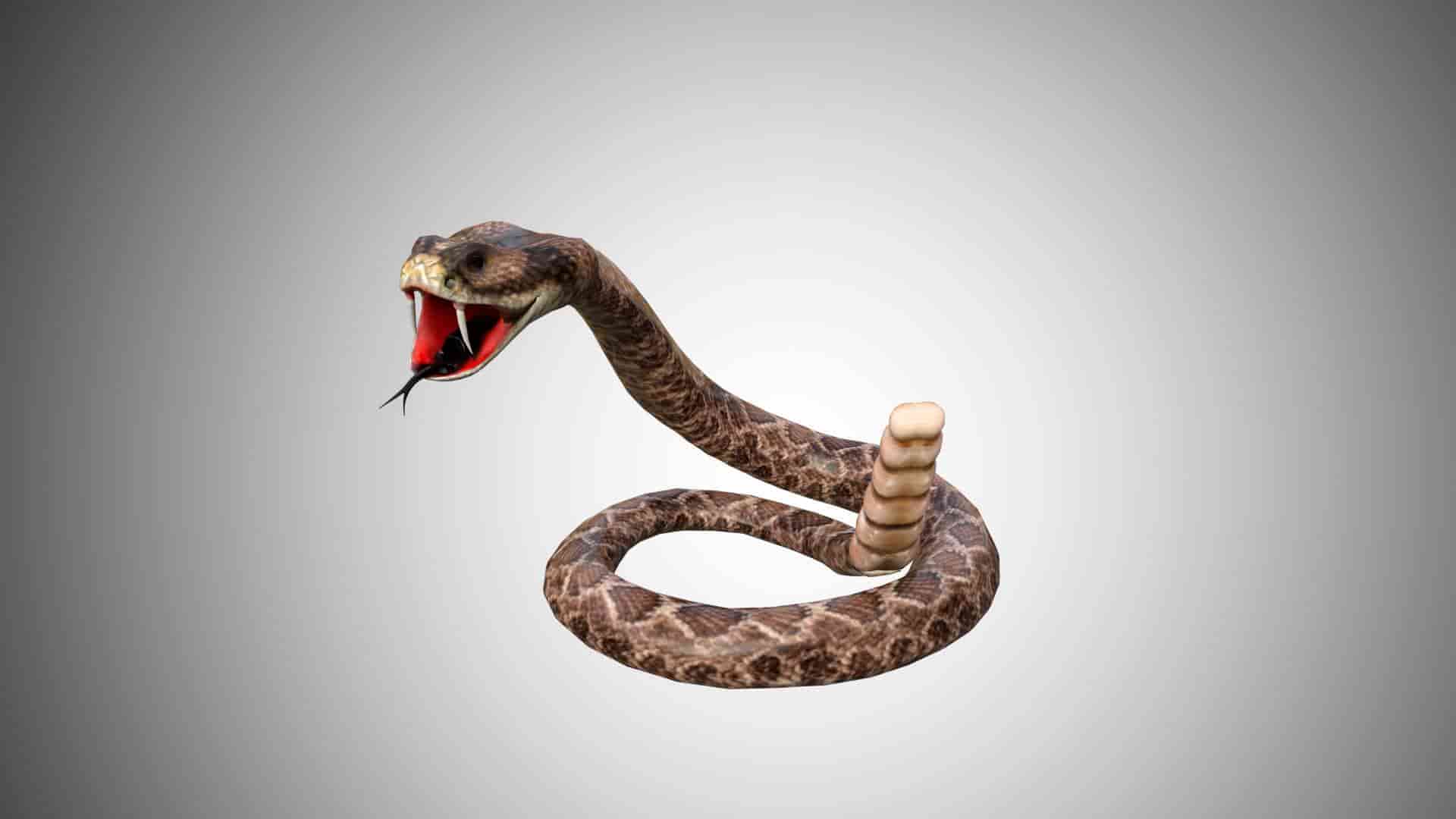 Snake | 3D model