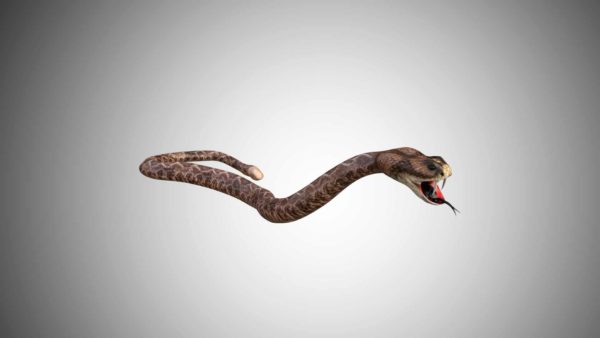Rattle snake 3d model