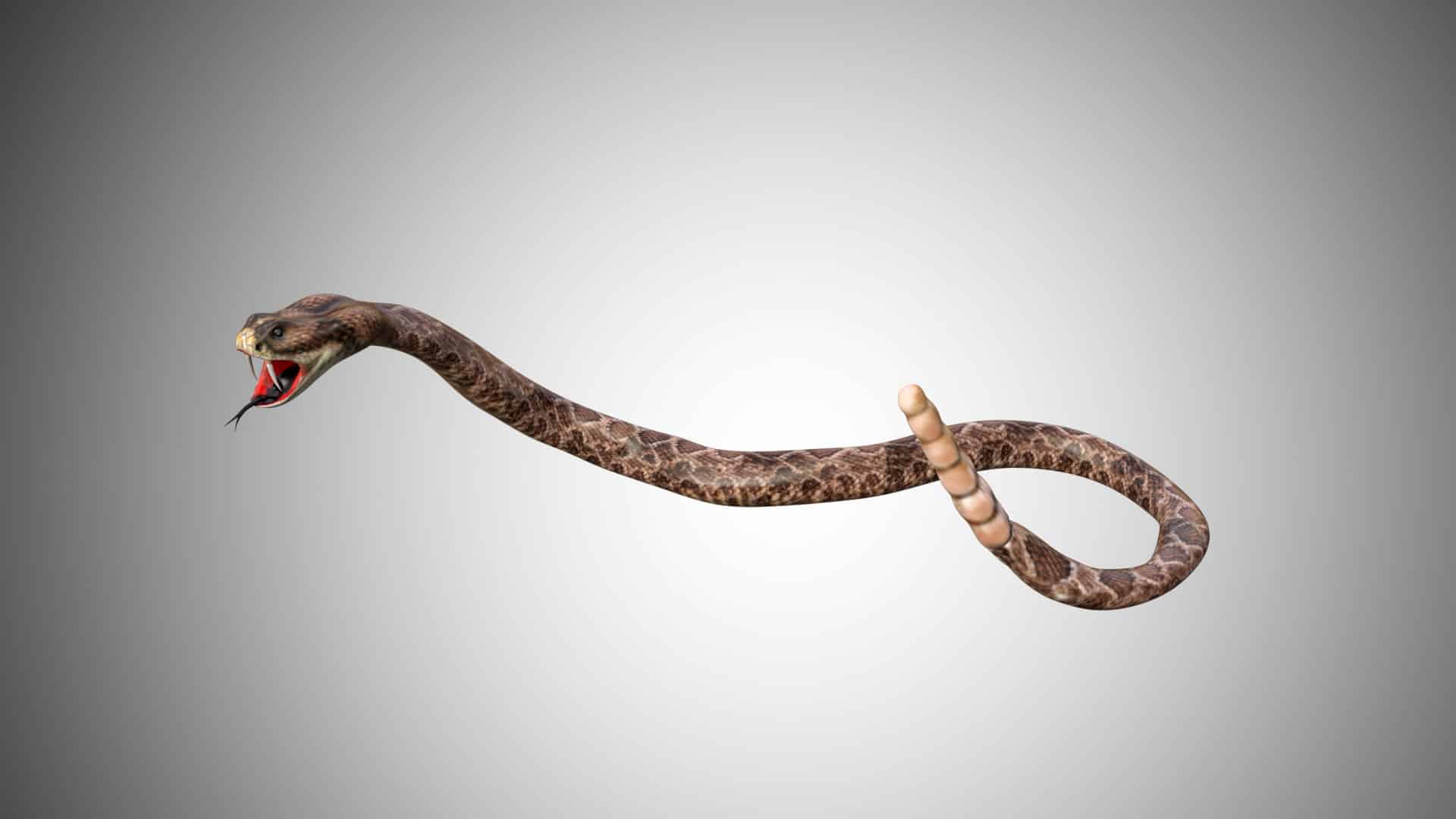 Snake 3D Model