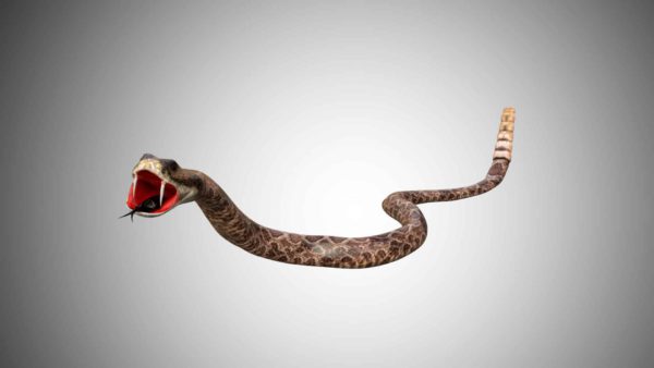 Rattle snake 3d model