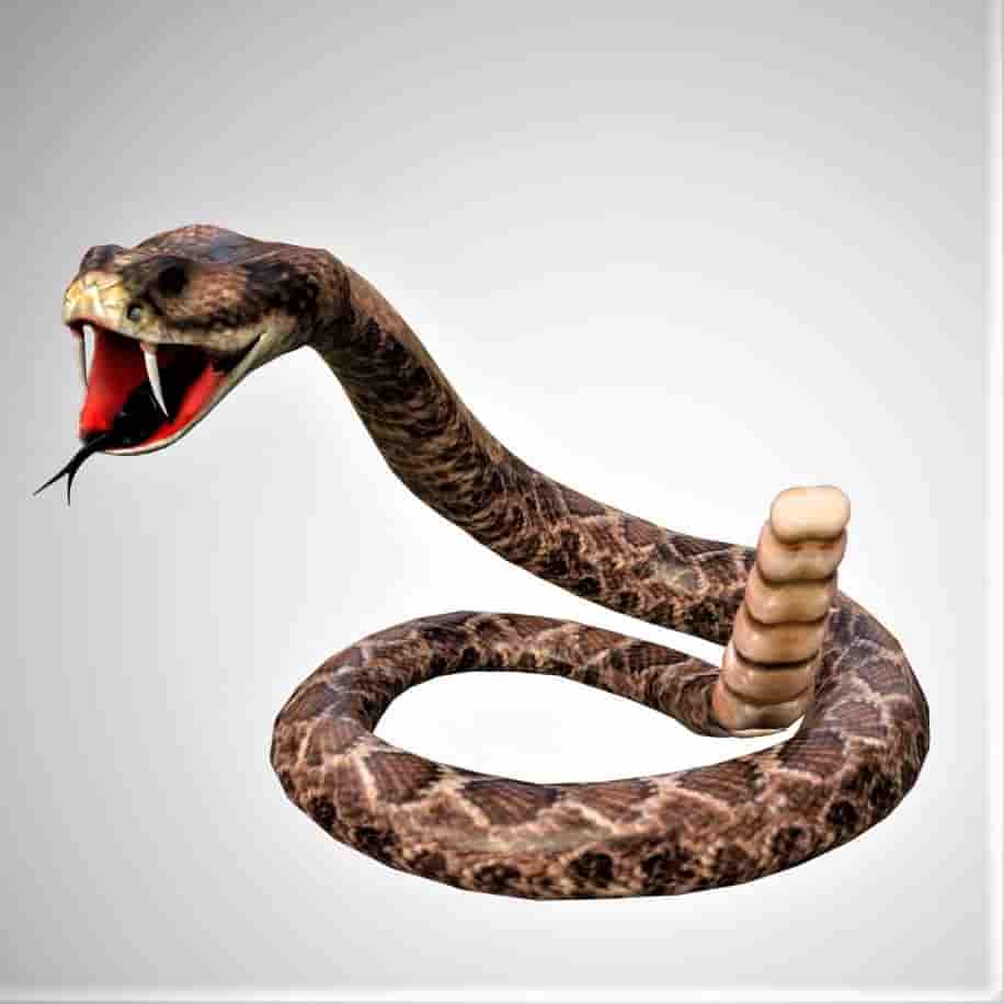 Rattle Snake 3D Model Game Ready - Team 3d Yard