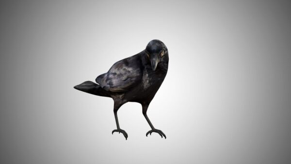 Raven crow 3d model