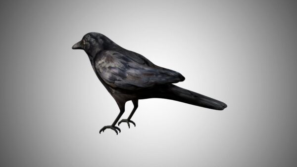 Raven crow 3d model