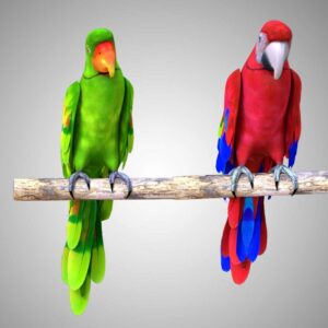 Red green parrot 3d model