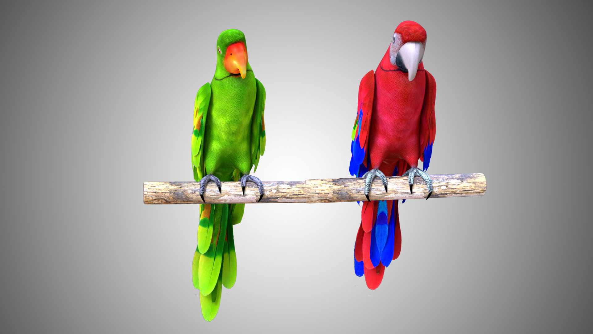 Red Green Parrot 3d model Rigged and Low Poly - Team 3d Yard